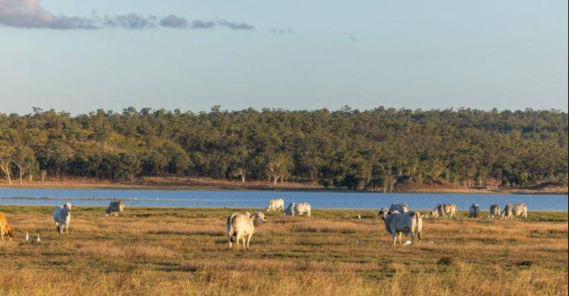 Cattle Property For Sale North QLD