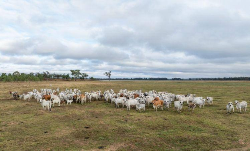 Cattle Property For Sale North QLD