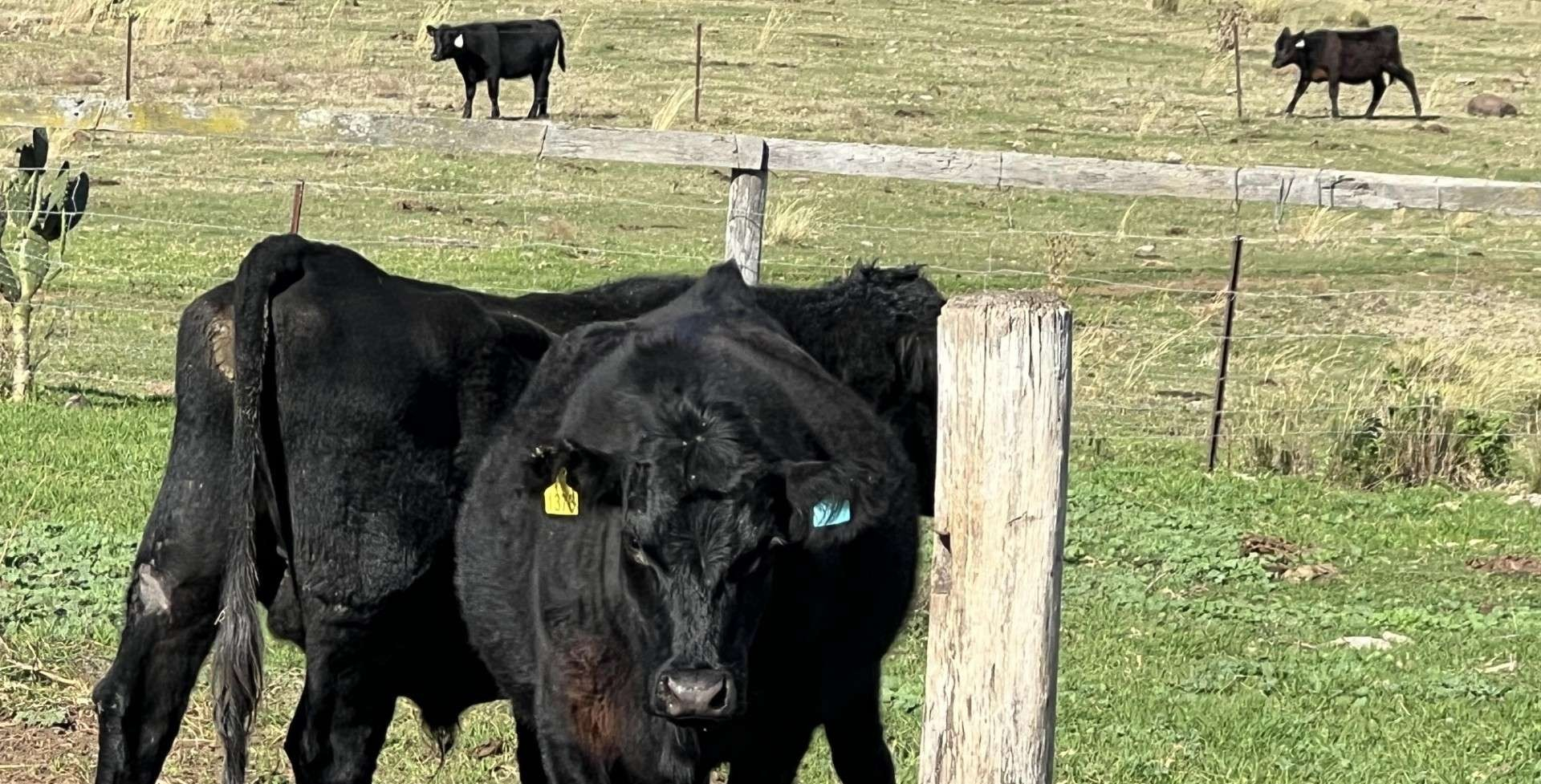 QLD cattle property for sale