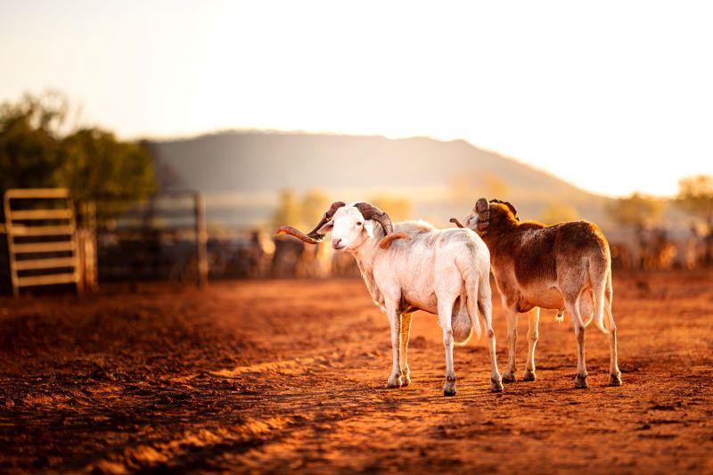  Many Goats Can Be Farmed Per Acre: Farmbuy.com Guide