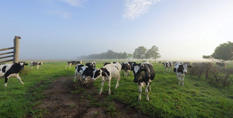 How To Buy A Dairy Farm In Australia: Farmbuy.com Buyers' Guide