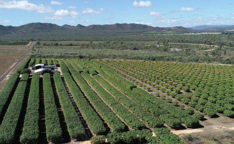 Farms For Sale QLD