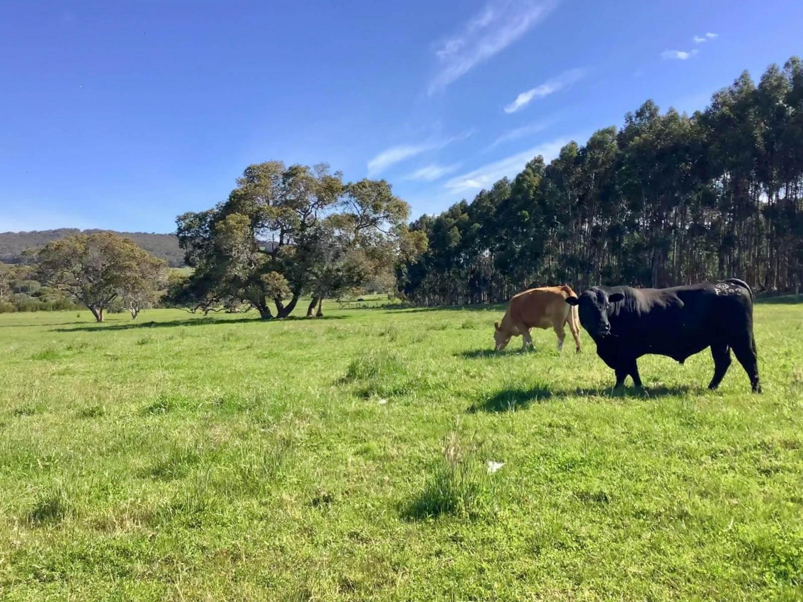 Farms For Sale WA 