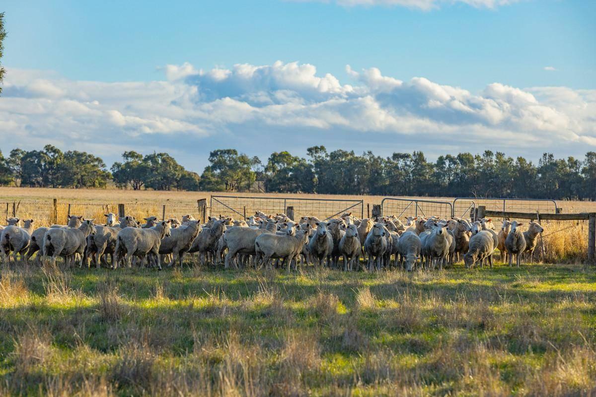 Farms For Sale Western Victoria