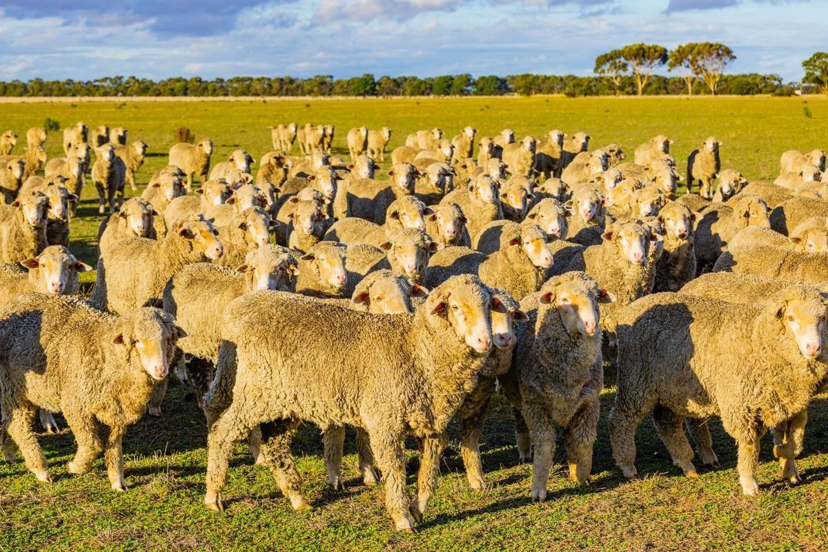 Farms For Sale Western Victoria