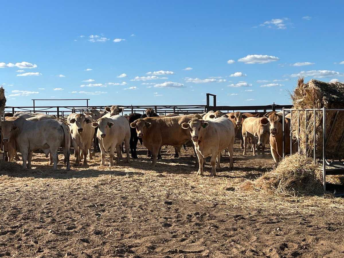 cattle property for sale QLD