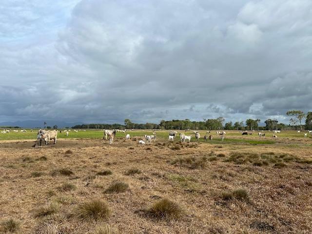 Cattle Property For Sale Queensland