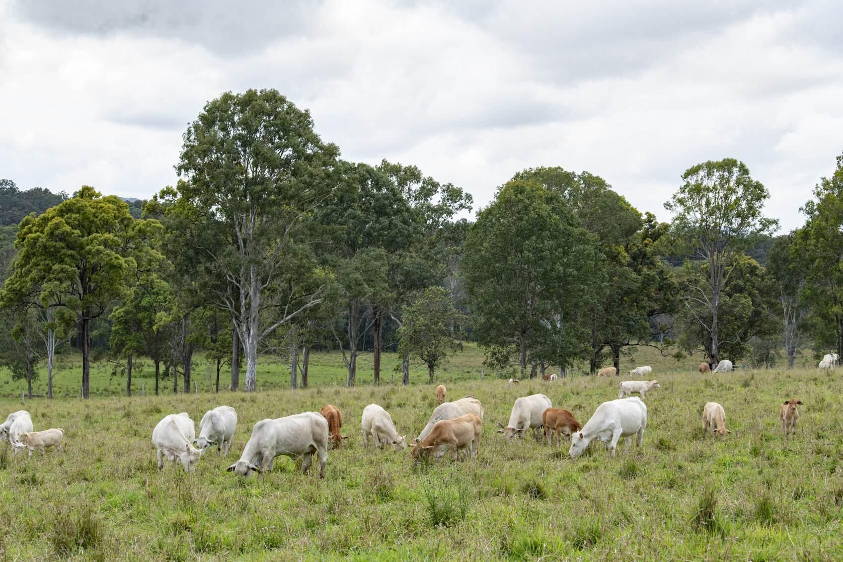 Hobby Farms For Sale QLD