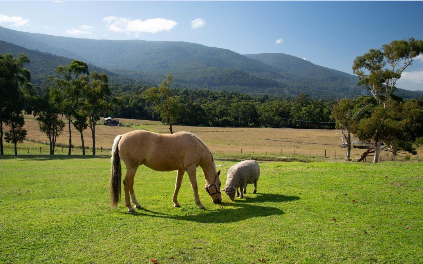 Homes For Sale Yarra Valley VIC