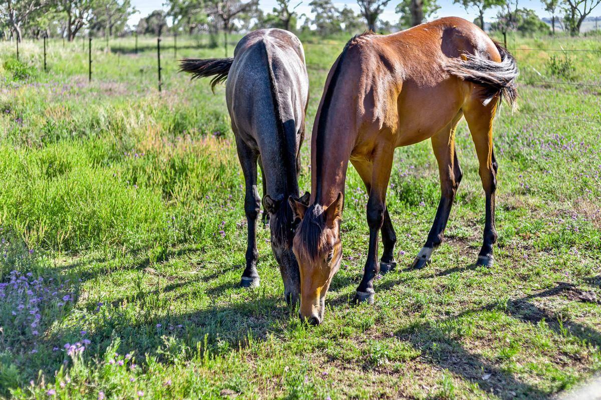 Best Horse Properties For Sale Australia