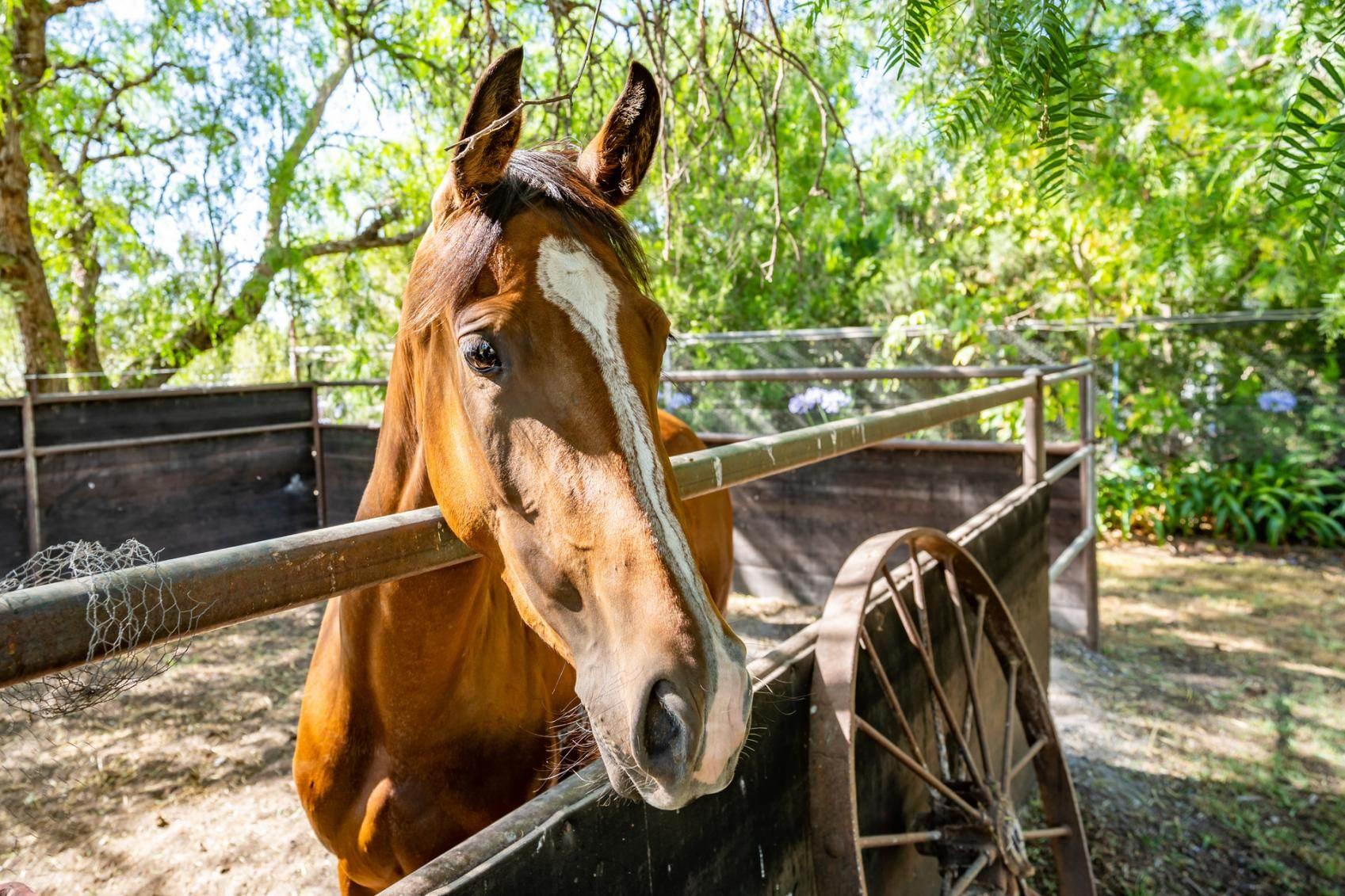 Best Horse Properties For Sale Australia