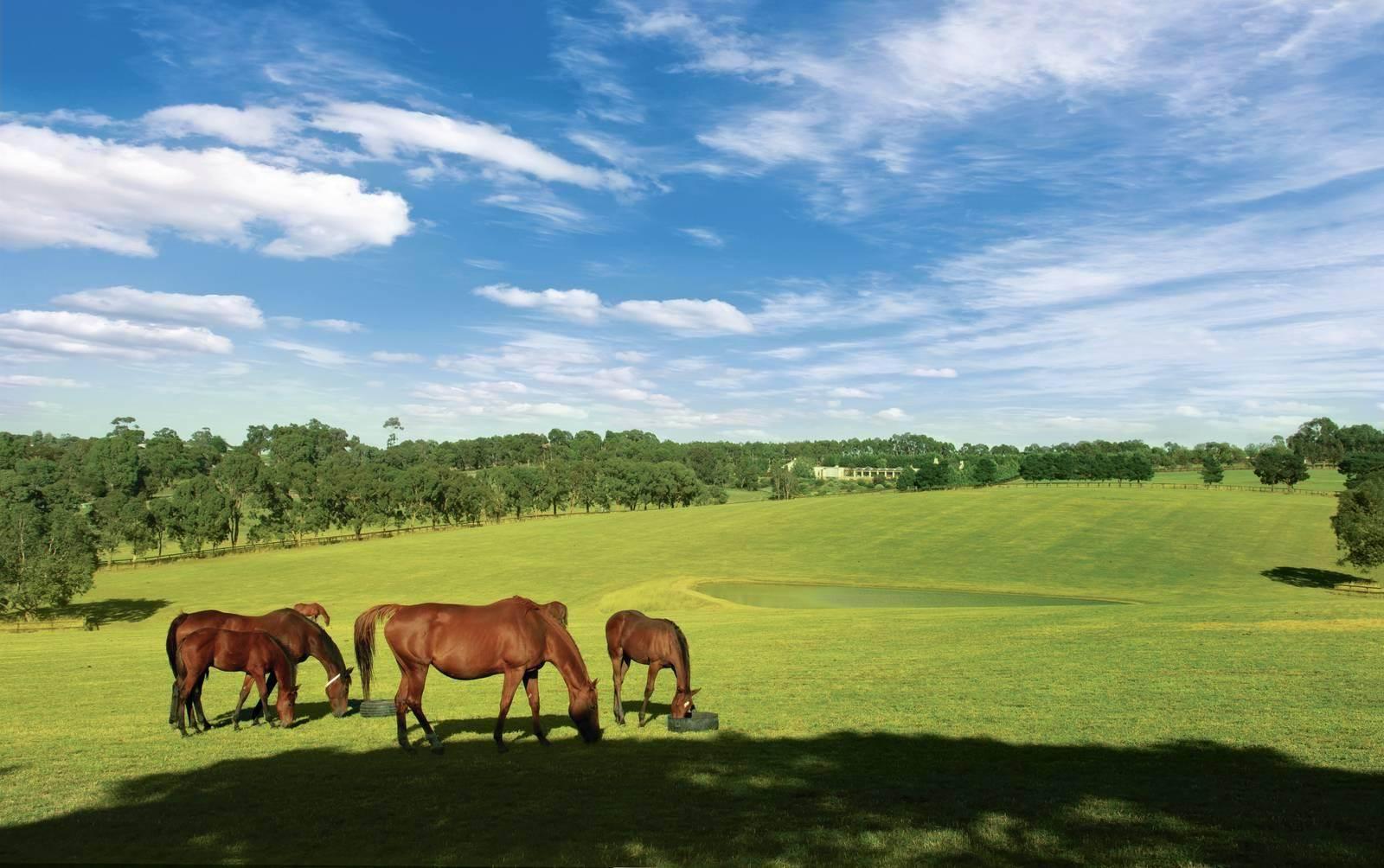 Horse Properties For Sale Australia