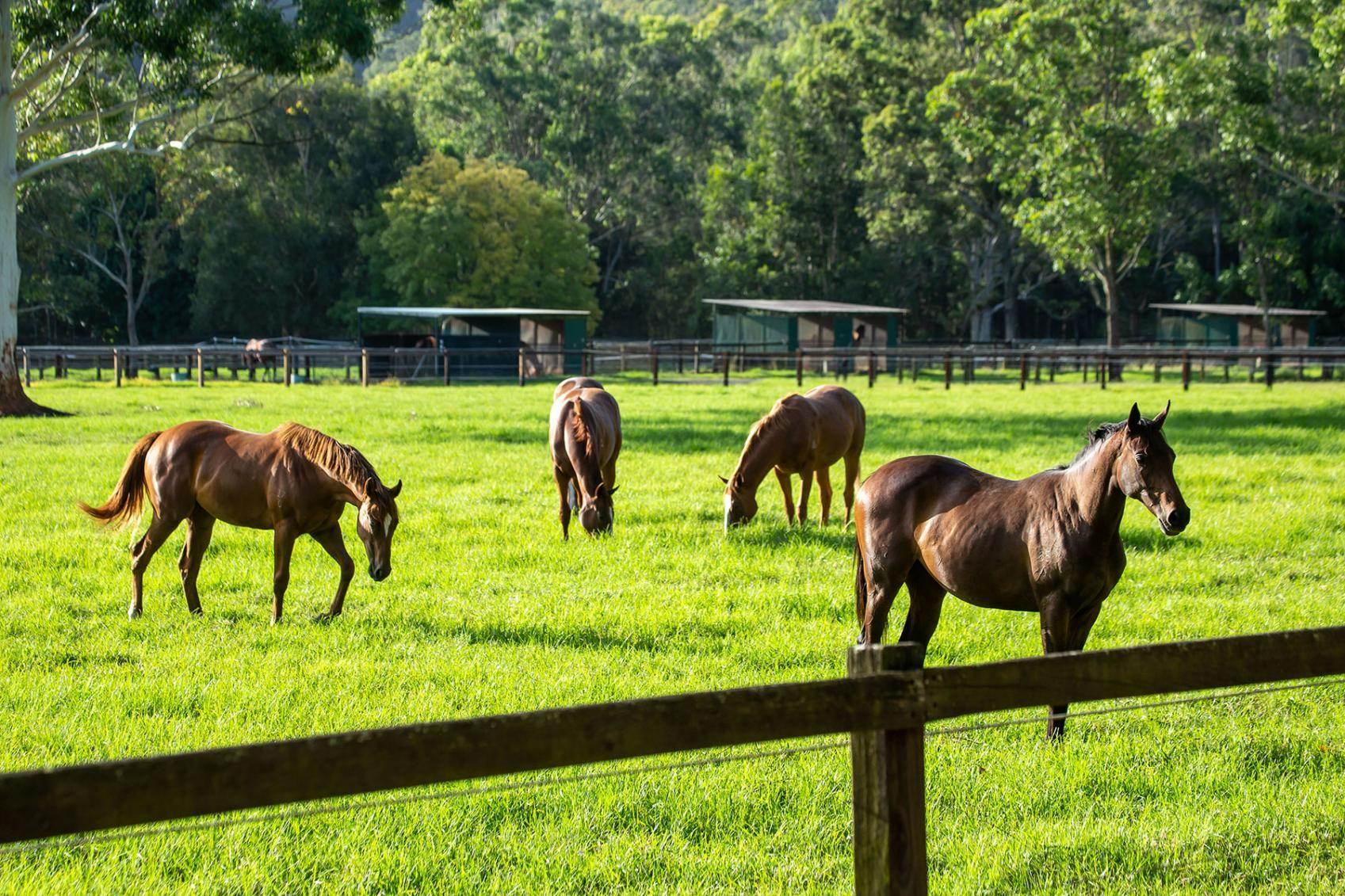 Horse Properties For Sale Australia