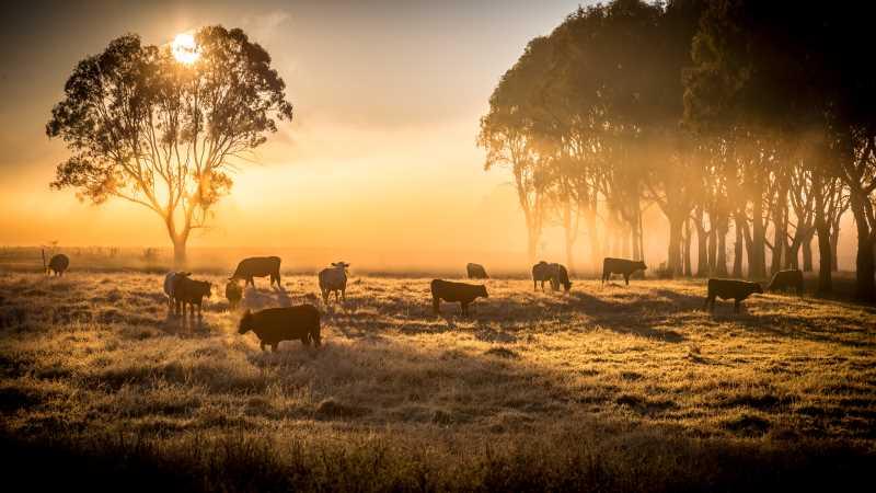 How To Buy A Working Farm: Farmbuy.com Buyers' Guide