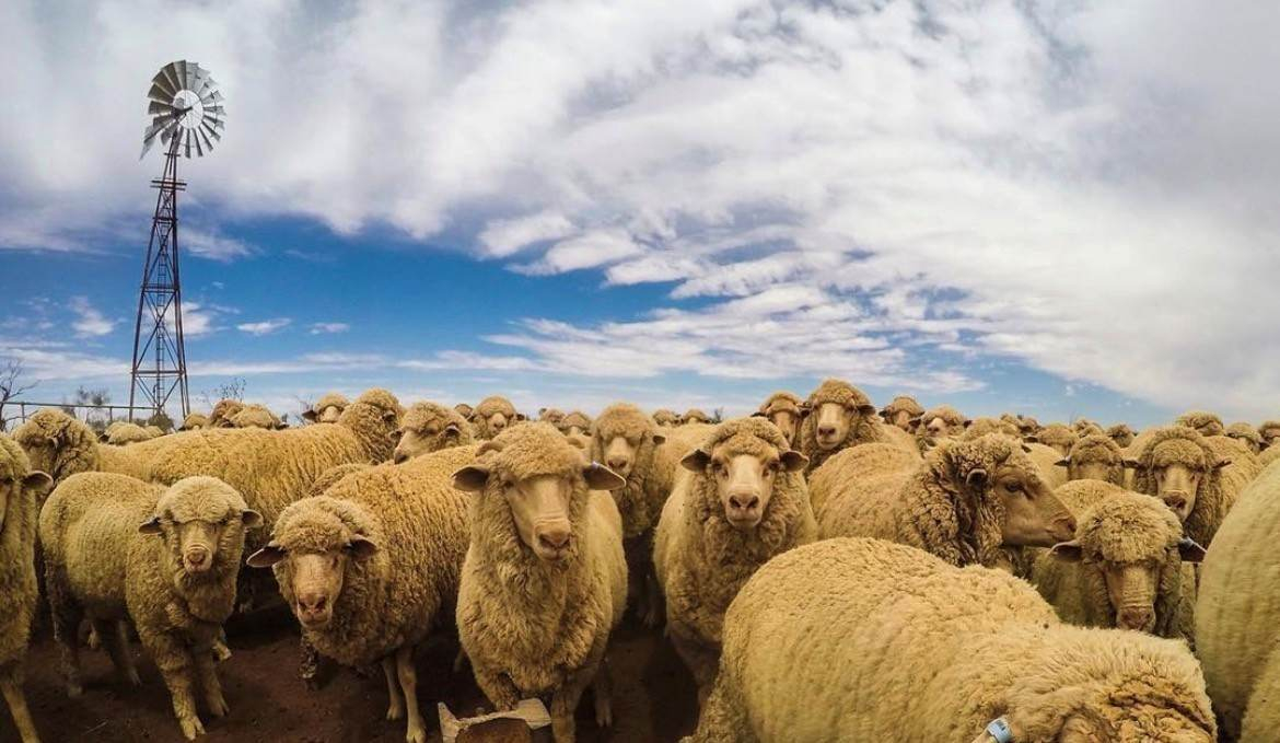 sheep station for sale SA