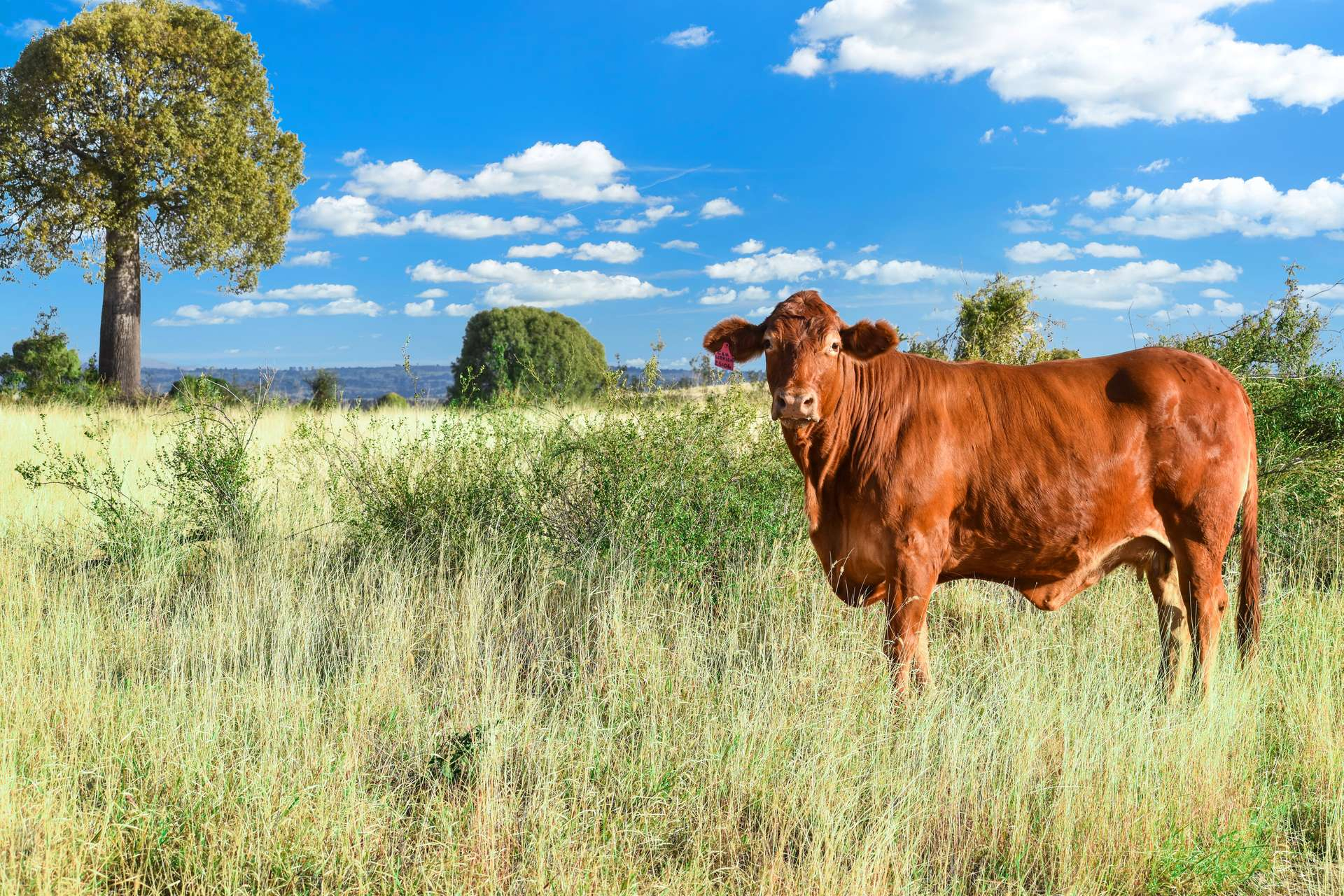 cattle property for sale QLD