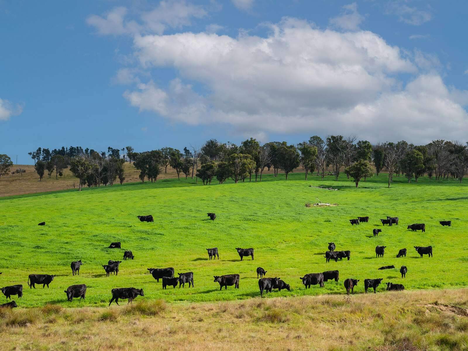 rural property for sale NSW