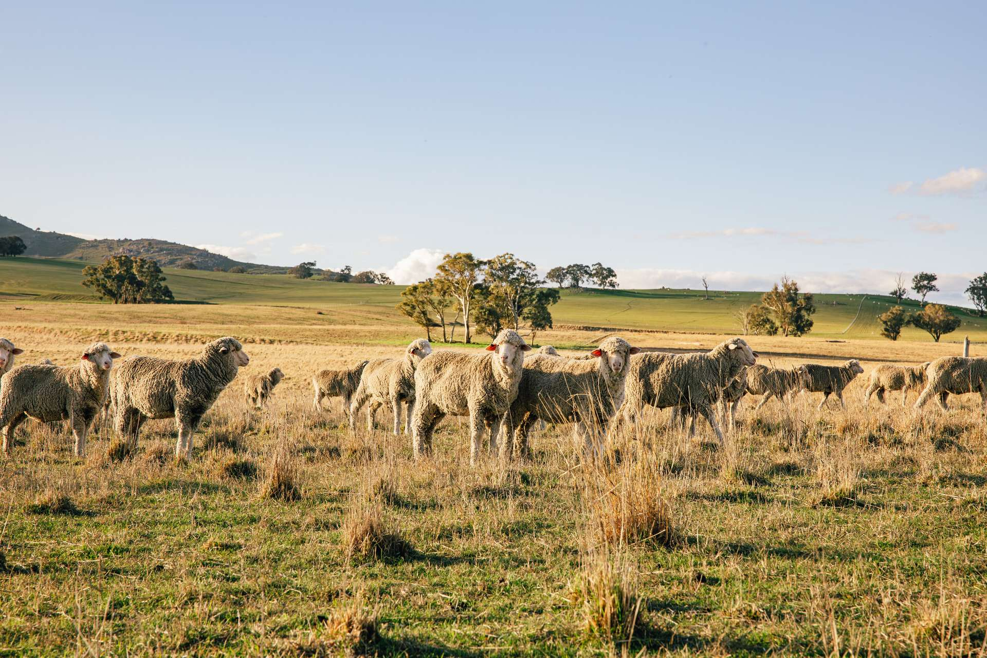 rural property for sale NSW