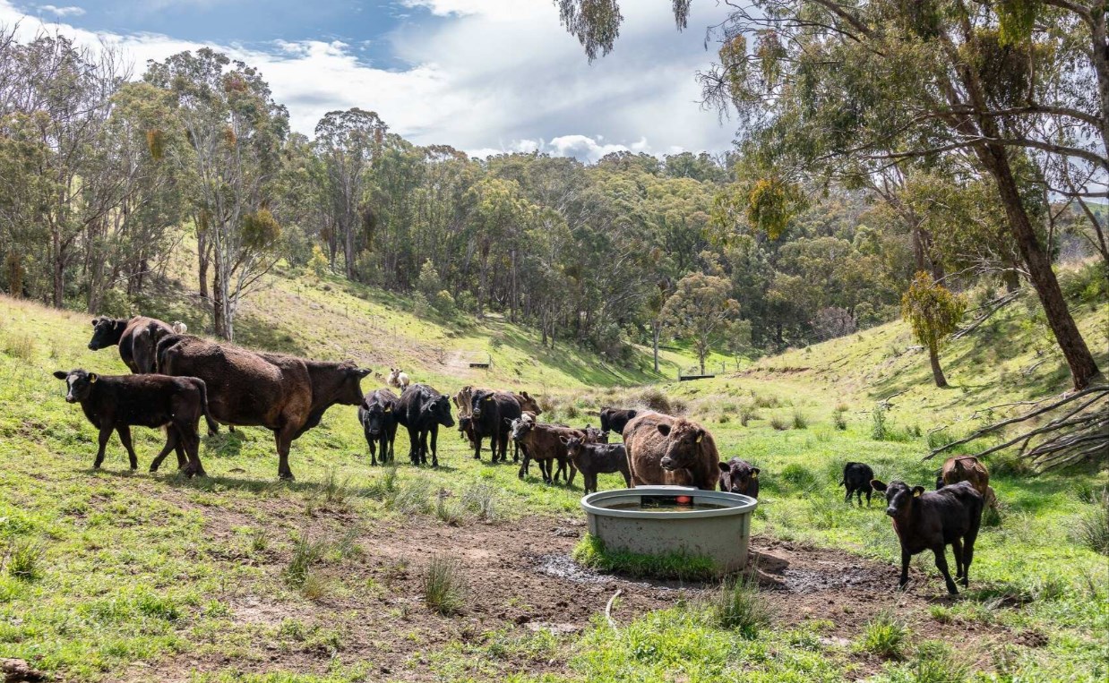 rural property for sale Northern NSW