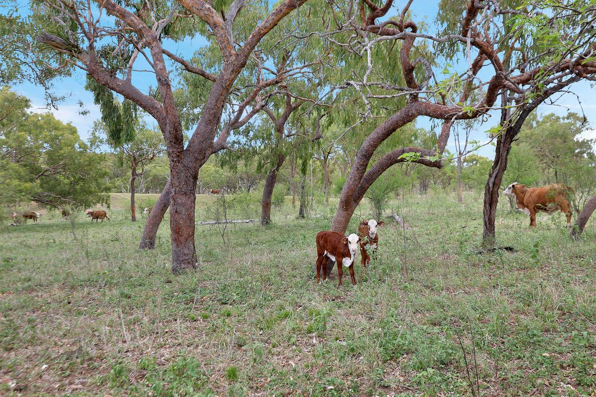 Cattle Property For Sale QLD