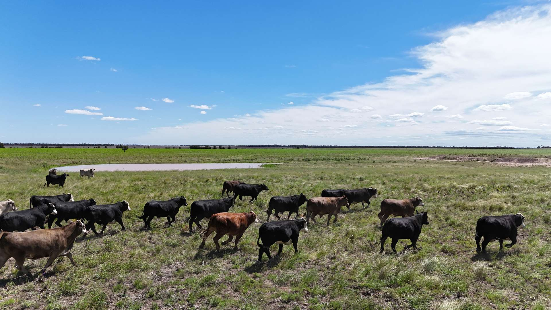 cattle property for sale QLD