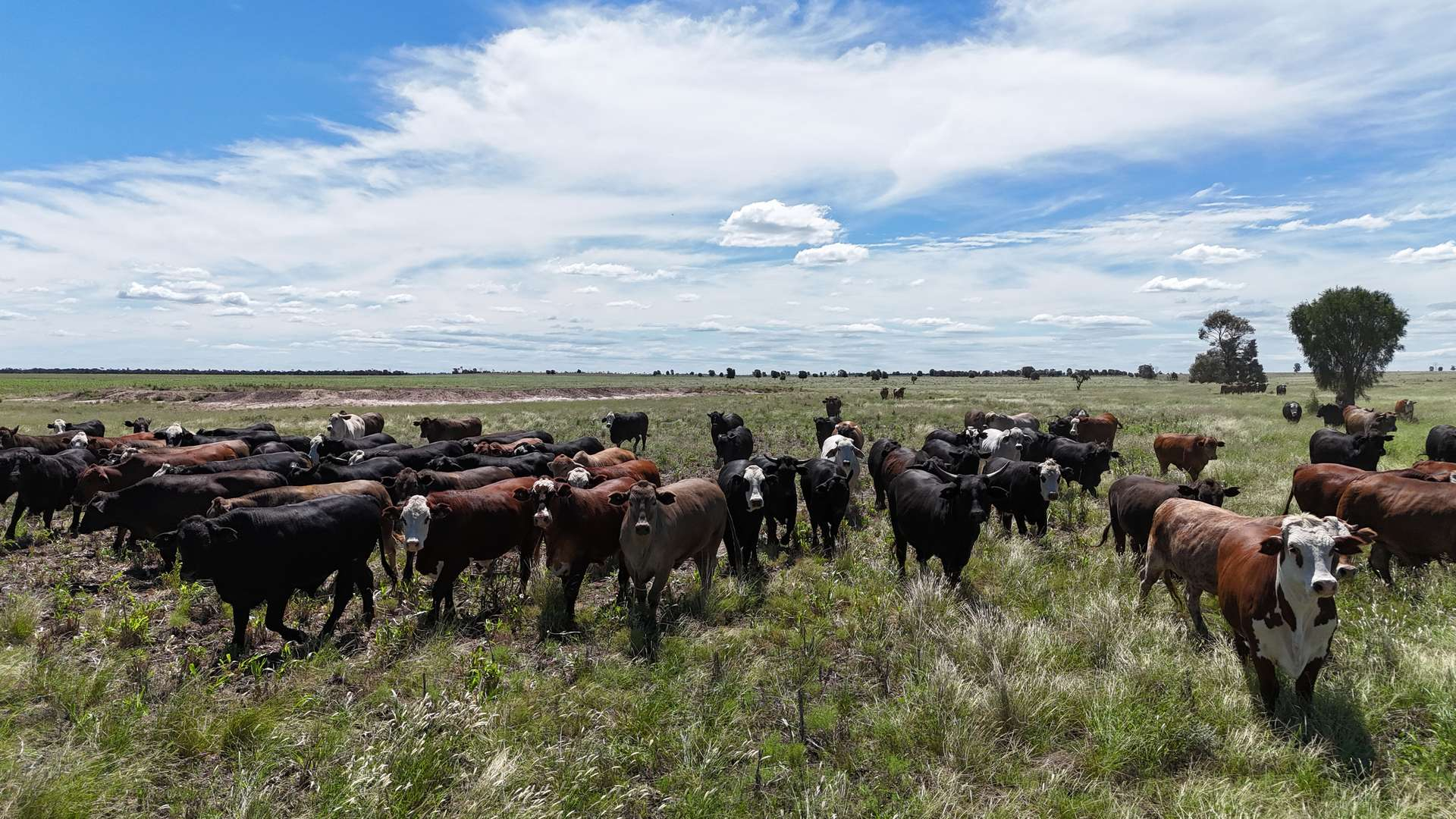 cattle property for sale QLD