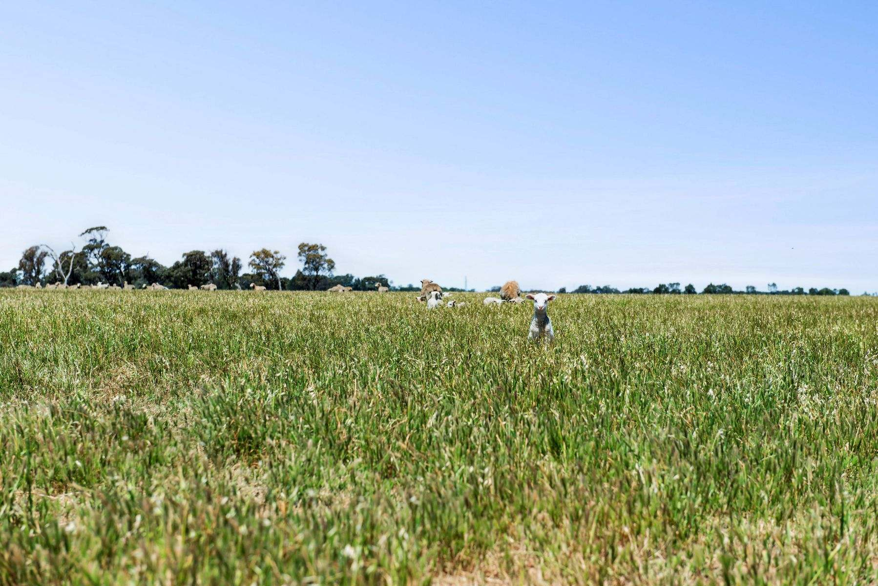 rural property for sale VIC