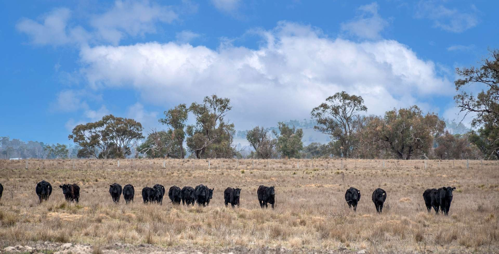 rural property for sale NSW