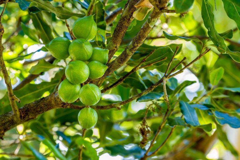 Discover The Best Macadamia Farms Available For Sale