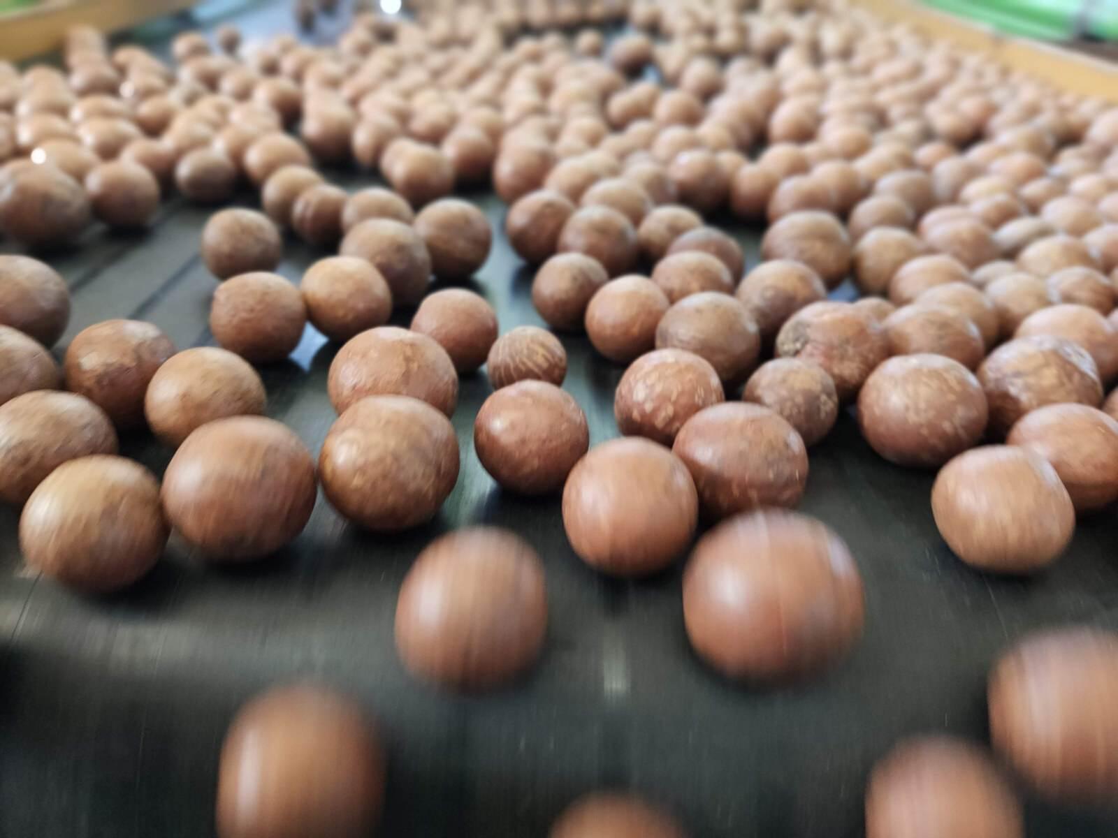 Discover The Best Macadamia Farms Available For Sale