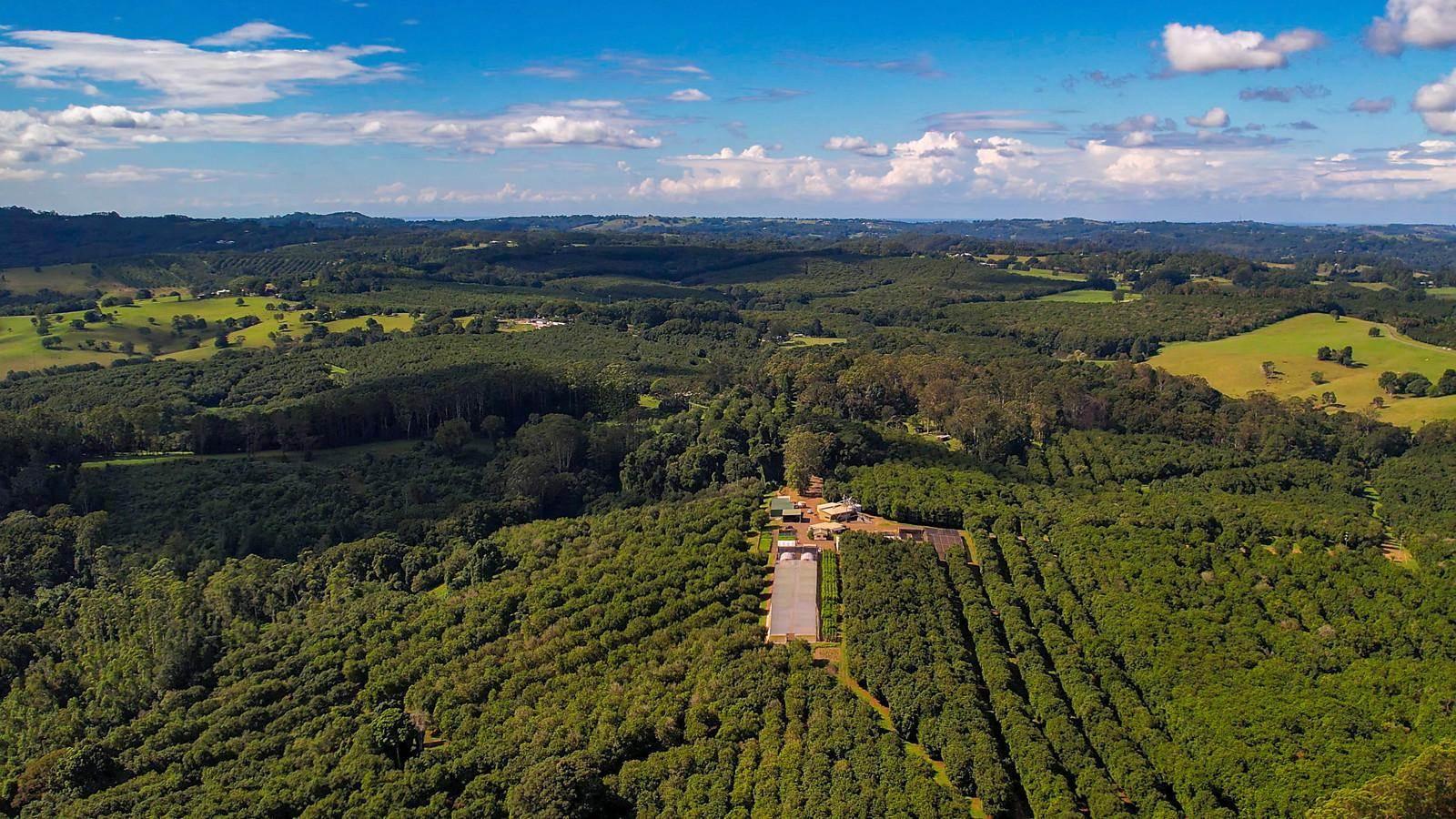 Macadamia Farms For Sale