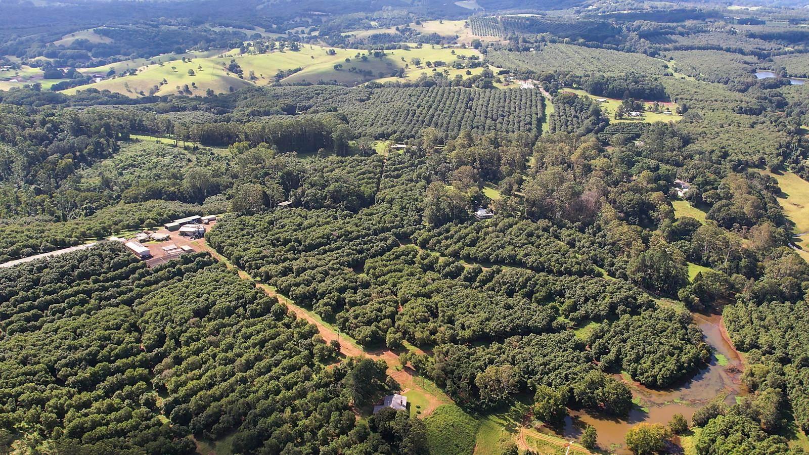 Macadamia Farms For Sale