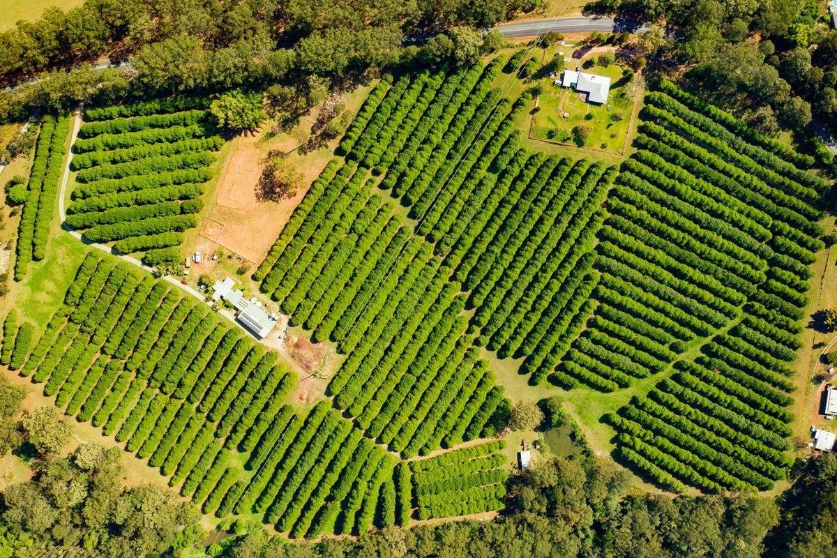 Macadamia Farms For Sale: 201 Valla Road, Valla, NSW