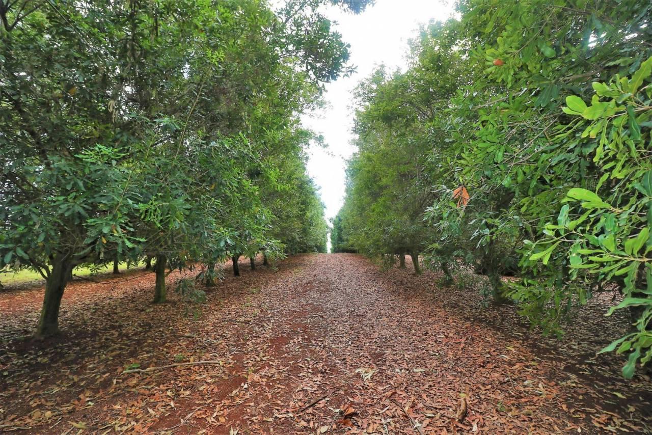 Macadamia Farms For Sale: 28604 Bruce Highway, Doolbi, QLD