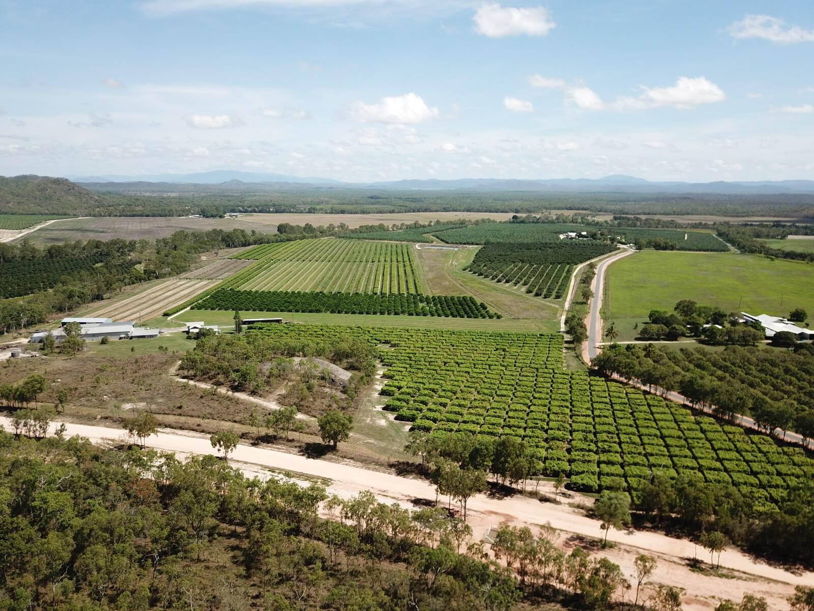 Mango Farms For Sale