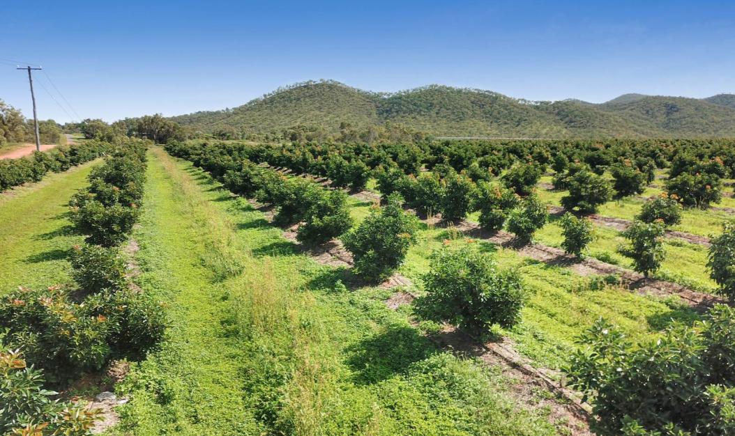 Mango Farms For Sale