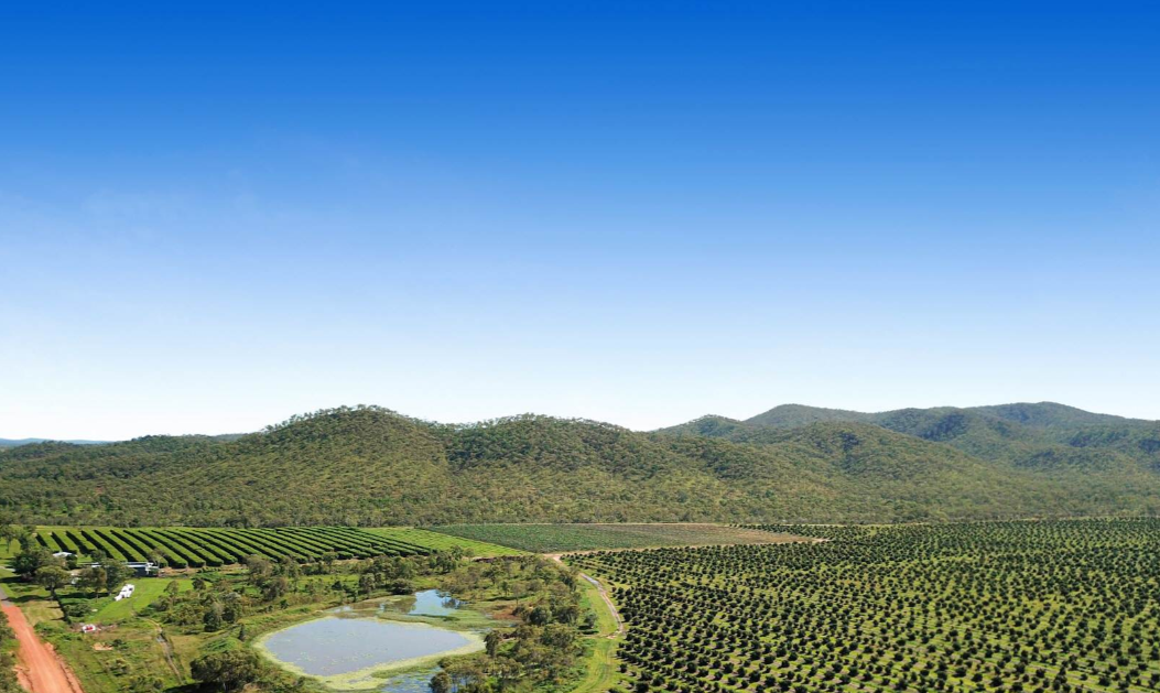 Mango Farms For Sale Australia