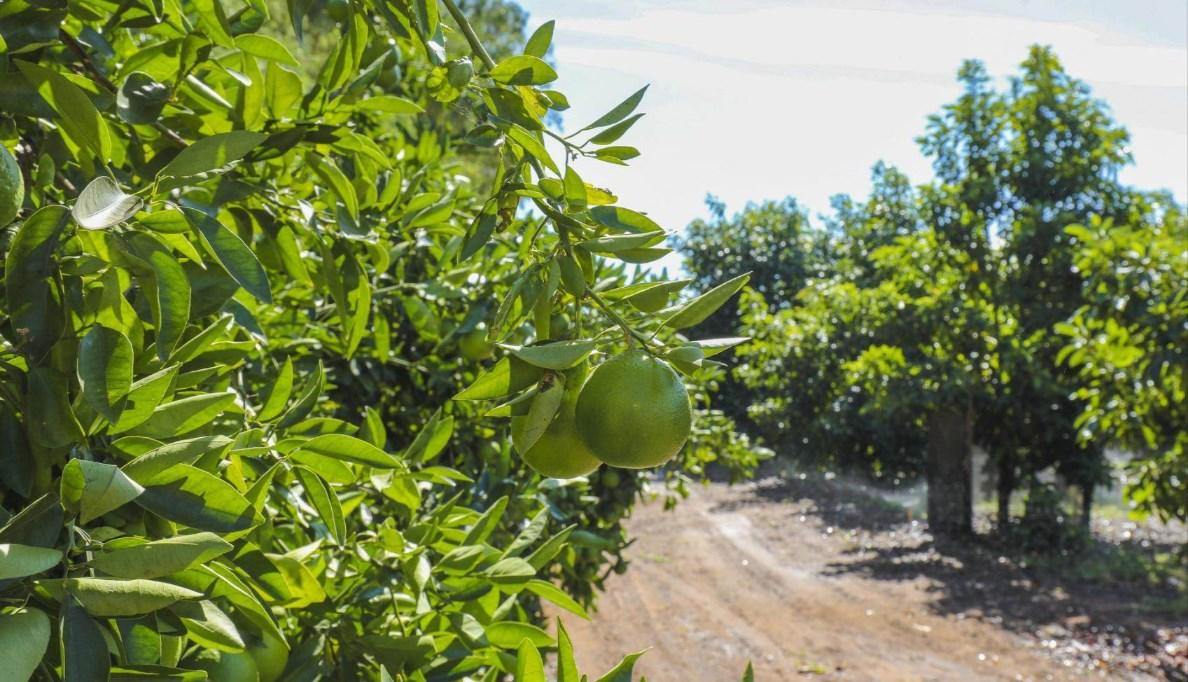 Mango Farms For Sale