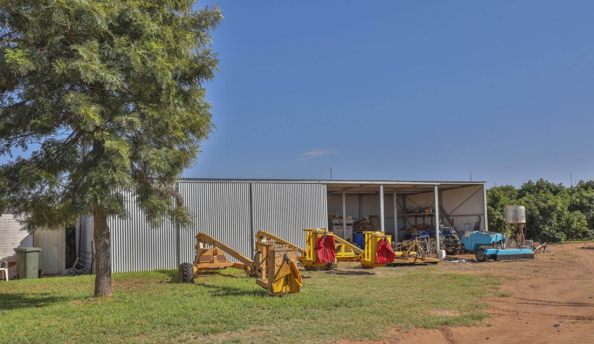 Mango Farms For Sale