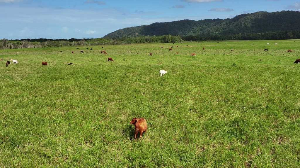 farm for sale north QLD