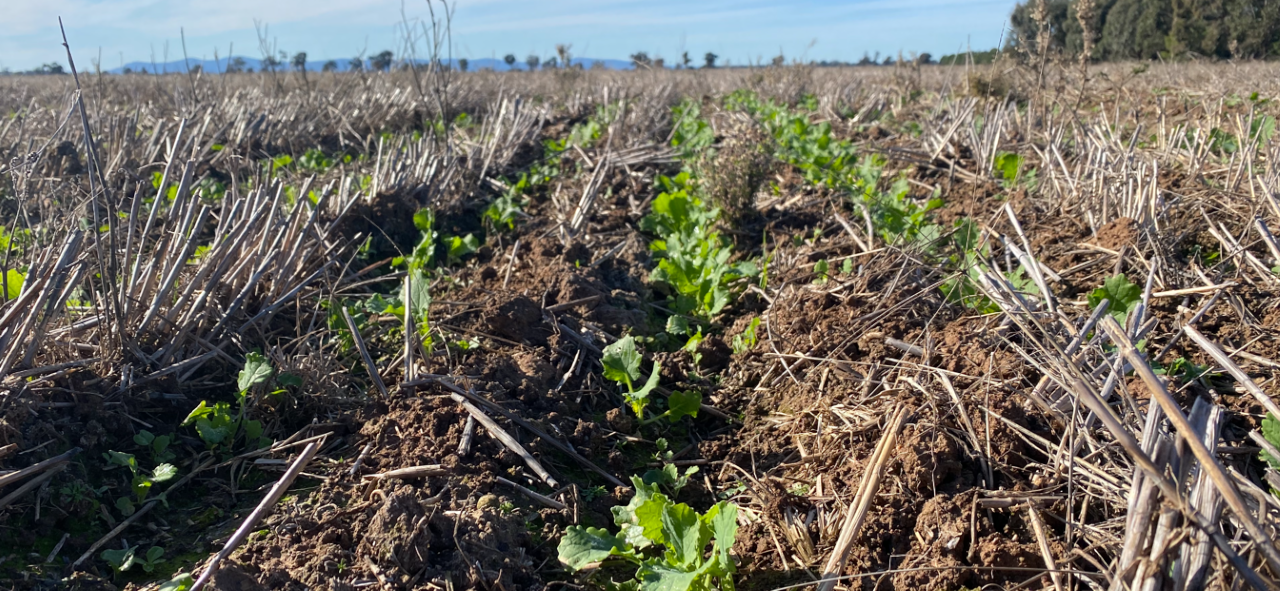 Farm For Sale NSW