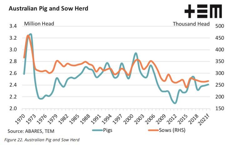 Pigs For Sale Australia