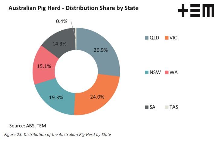 Pigs For Sale Australia