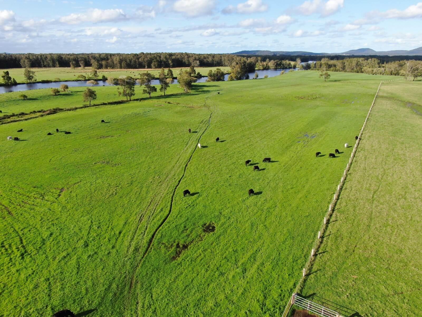 Cattle Farm For Sale NSW