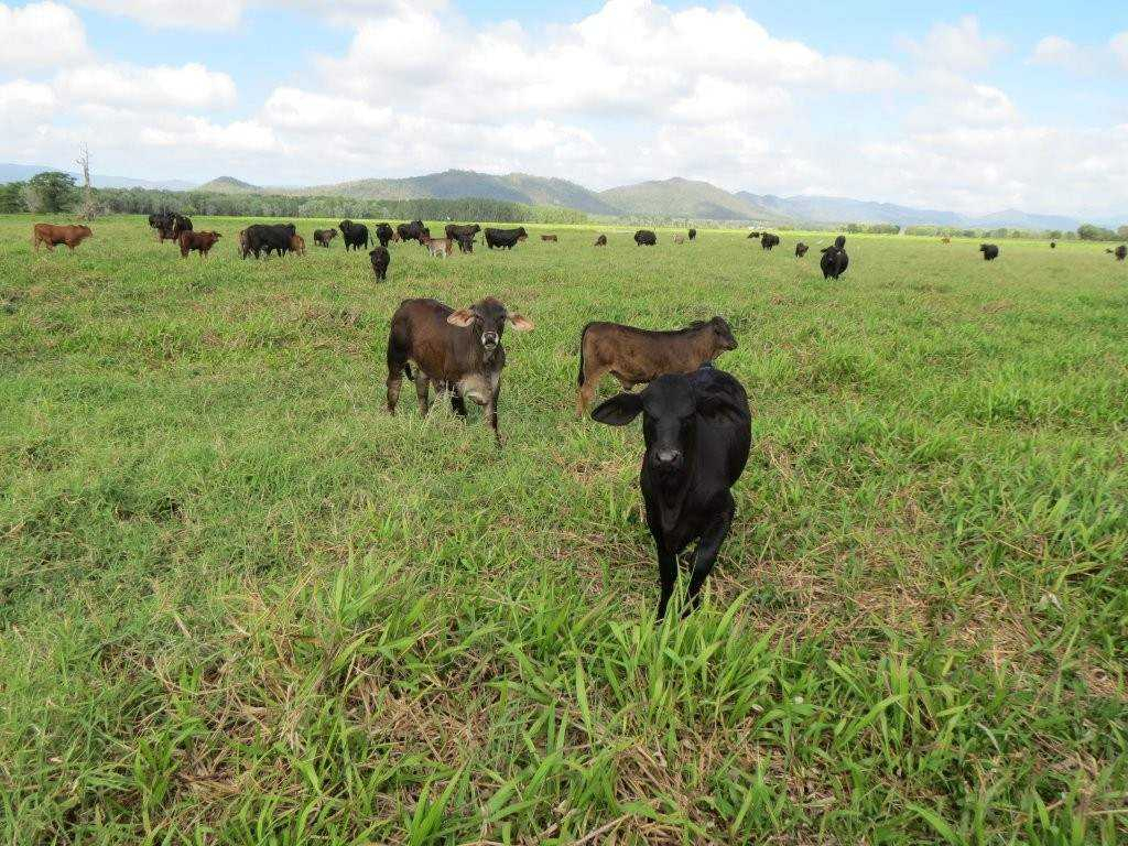 Cattle Property For Sale North QLD