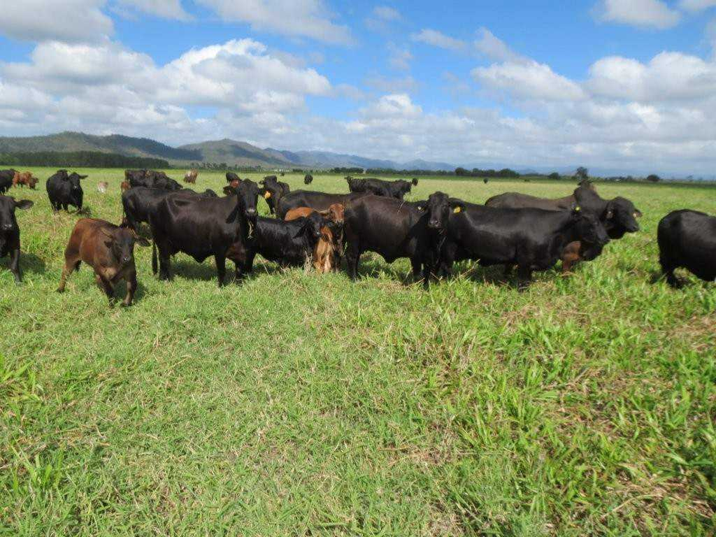Cattle Property For Sale North QLD