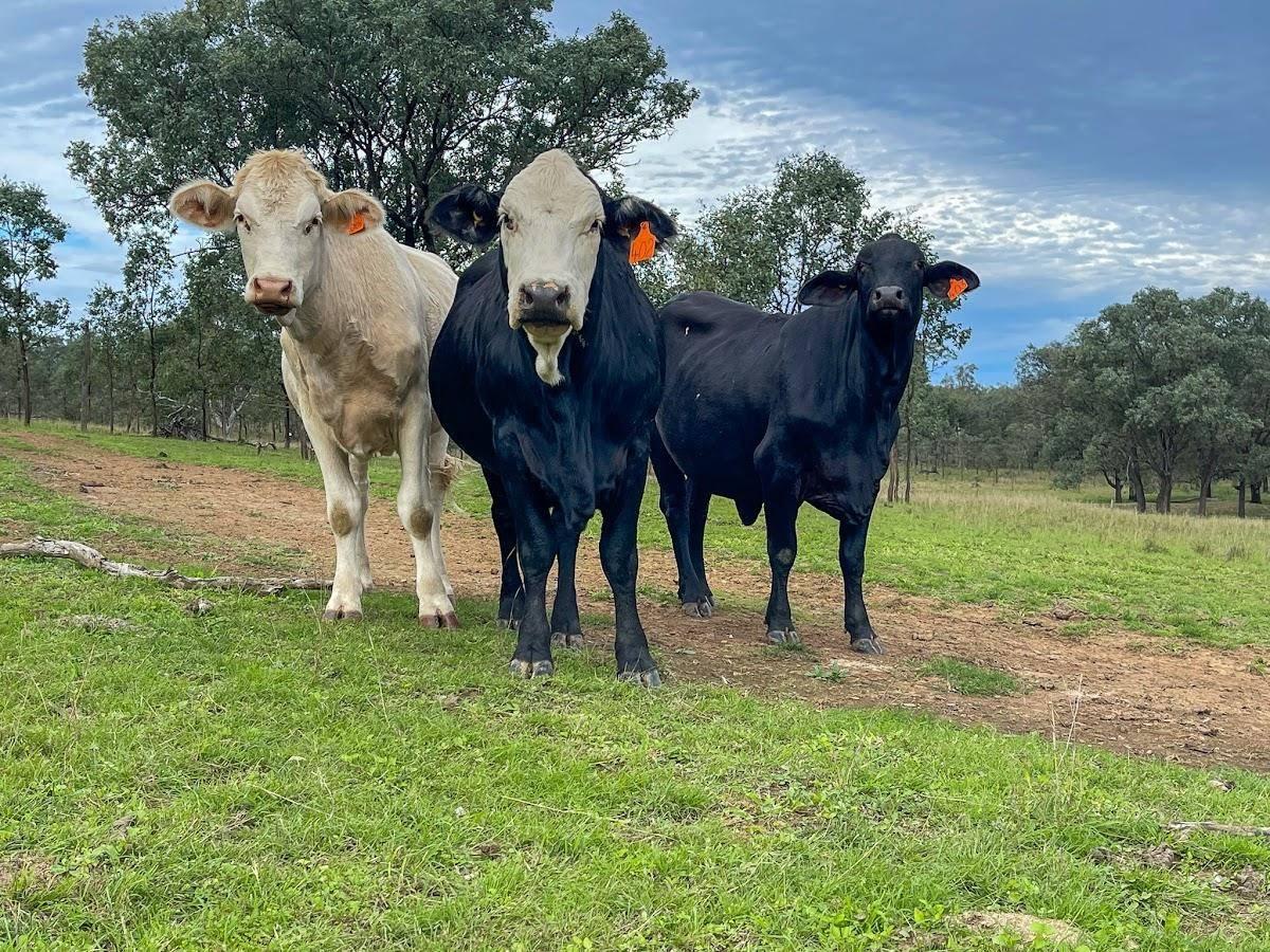 Rural Properties For Sale Wide Bay Region