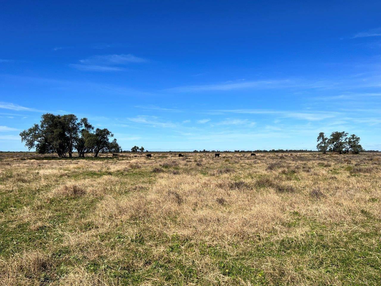 Rural Property For Sale Coonamble NSW