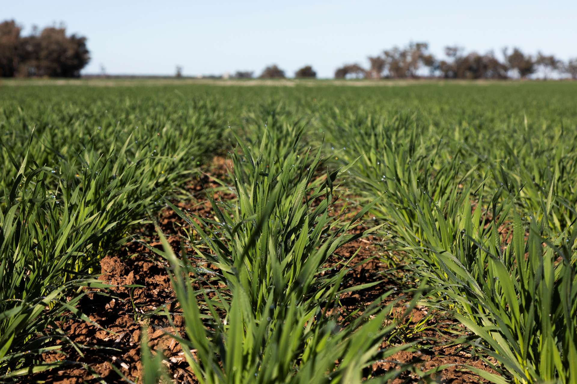 rural properties for sale NSW