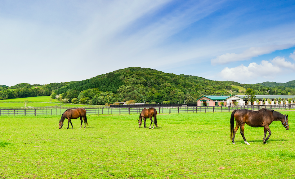 How Many Horses Per Acre Australia: Farmbuy.com Guide